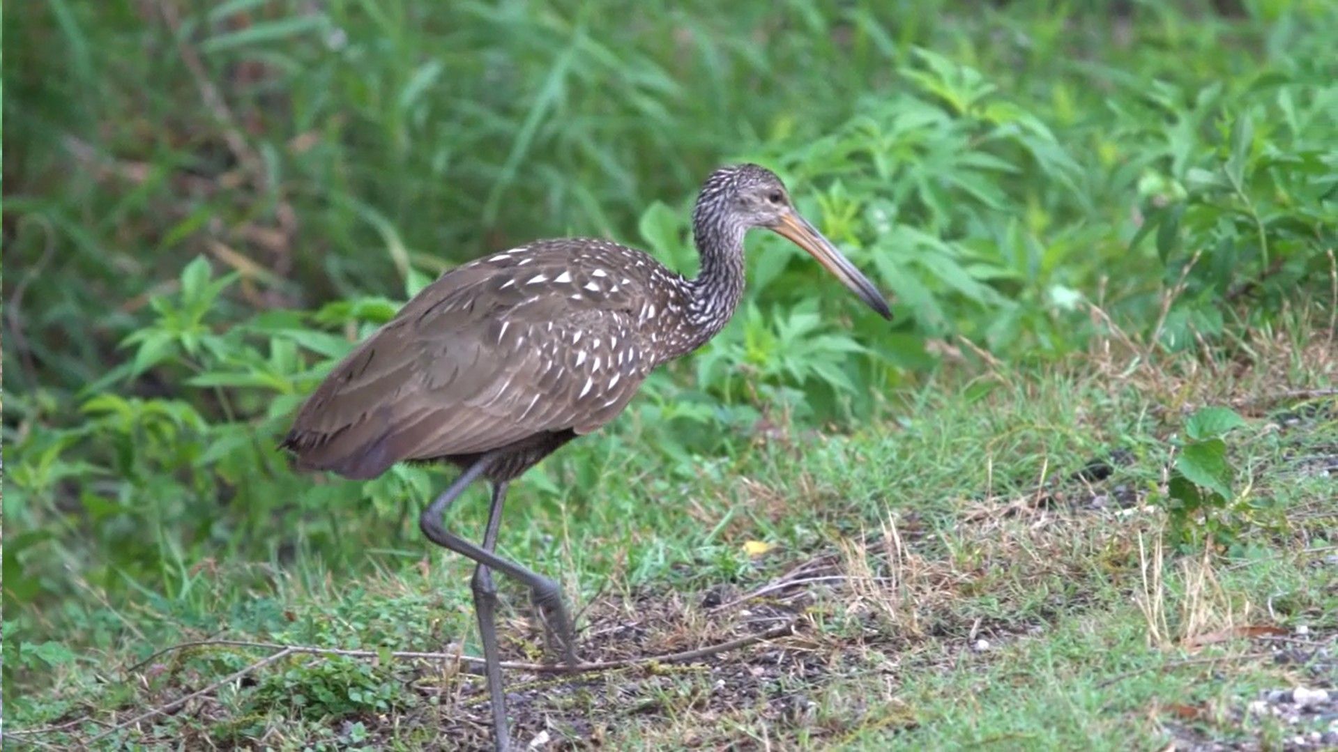 A bird with a long beak is standing on one leg in the grass.
