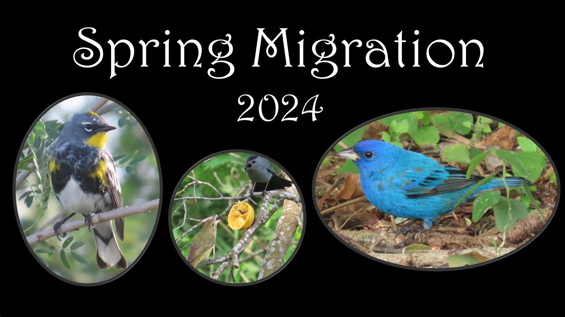 A blue bird is sitting on a branch next to a yellow flower.
