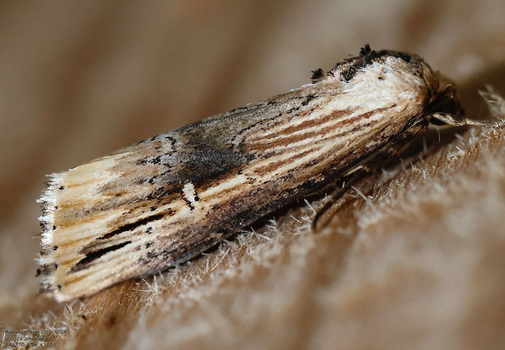 A moth is sitting on a piece of wood.
