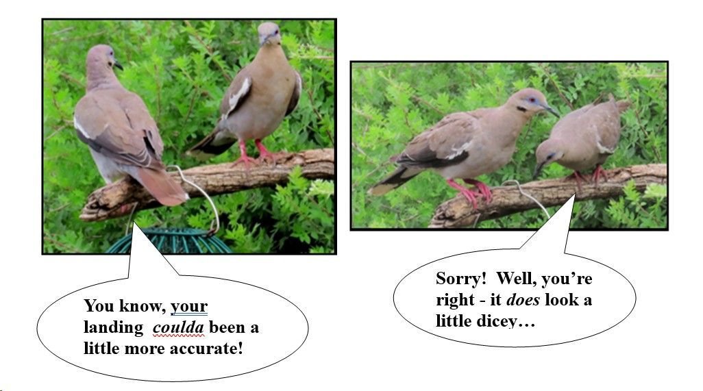 Two pigeons are sitting on a branch and talking to each other