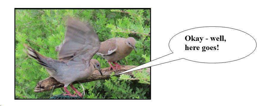 Two birds sitting on a branch with a speech bubble that says okay well here goes