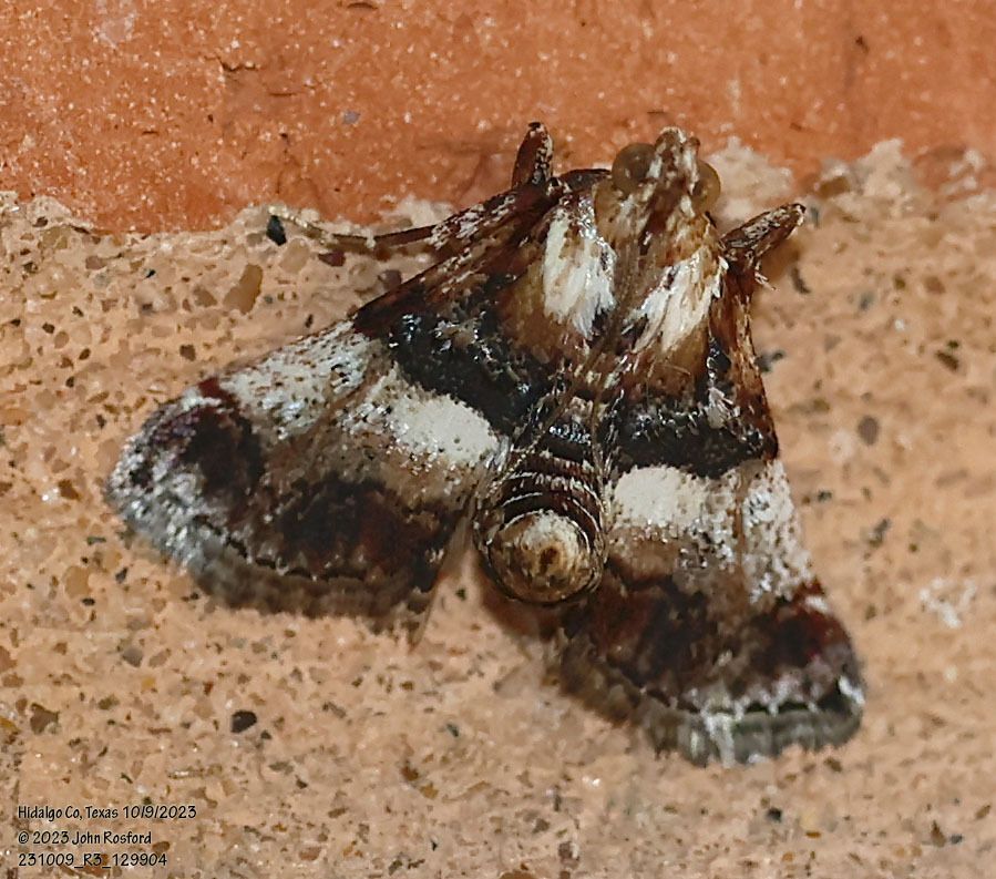 A close up of a moth on a brick wall