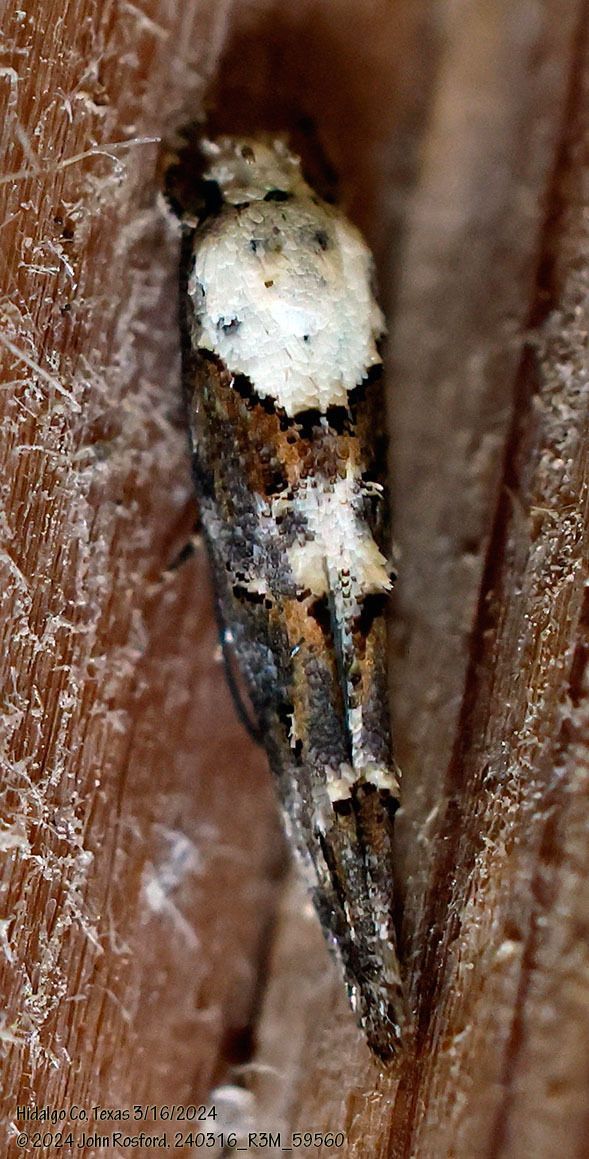A close up of a moth on a piece of wood.