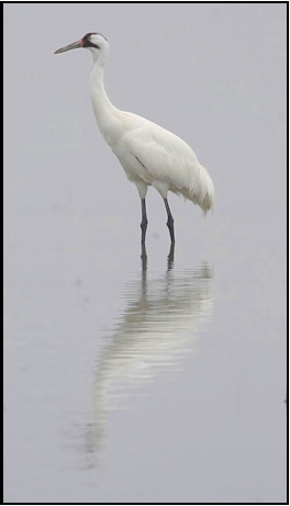 A white bird with a long neck is standing in the water.