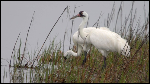 Two white birds are standing in tall grass near a body of water.