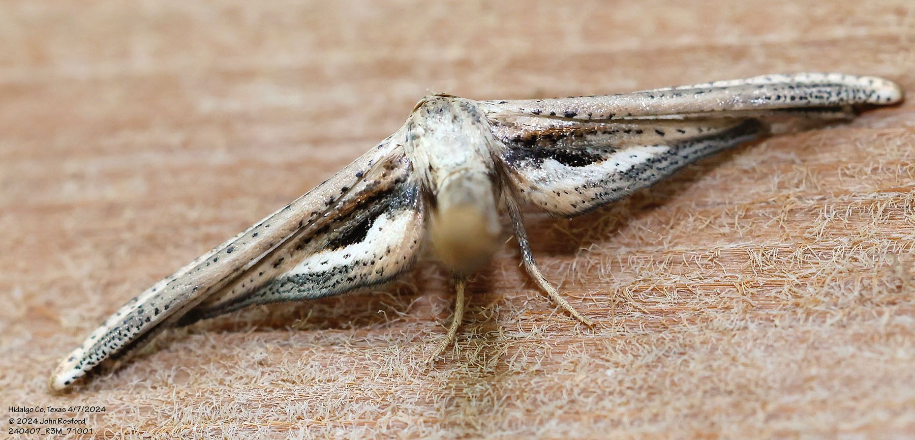 A close up of a moth on a wooden surface.