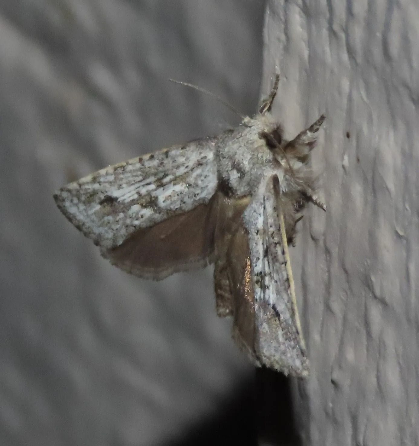 Texas moths