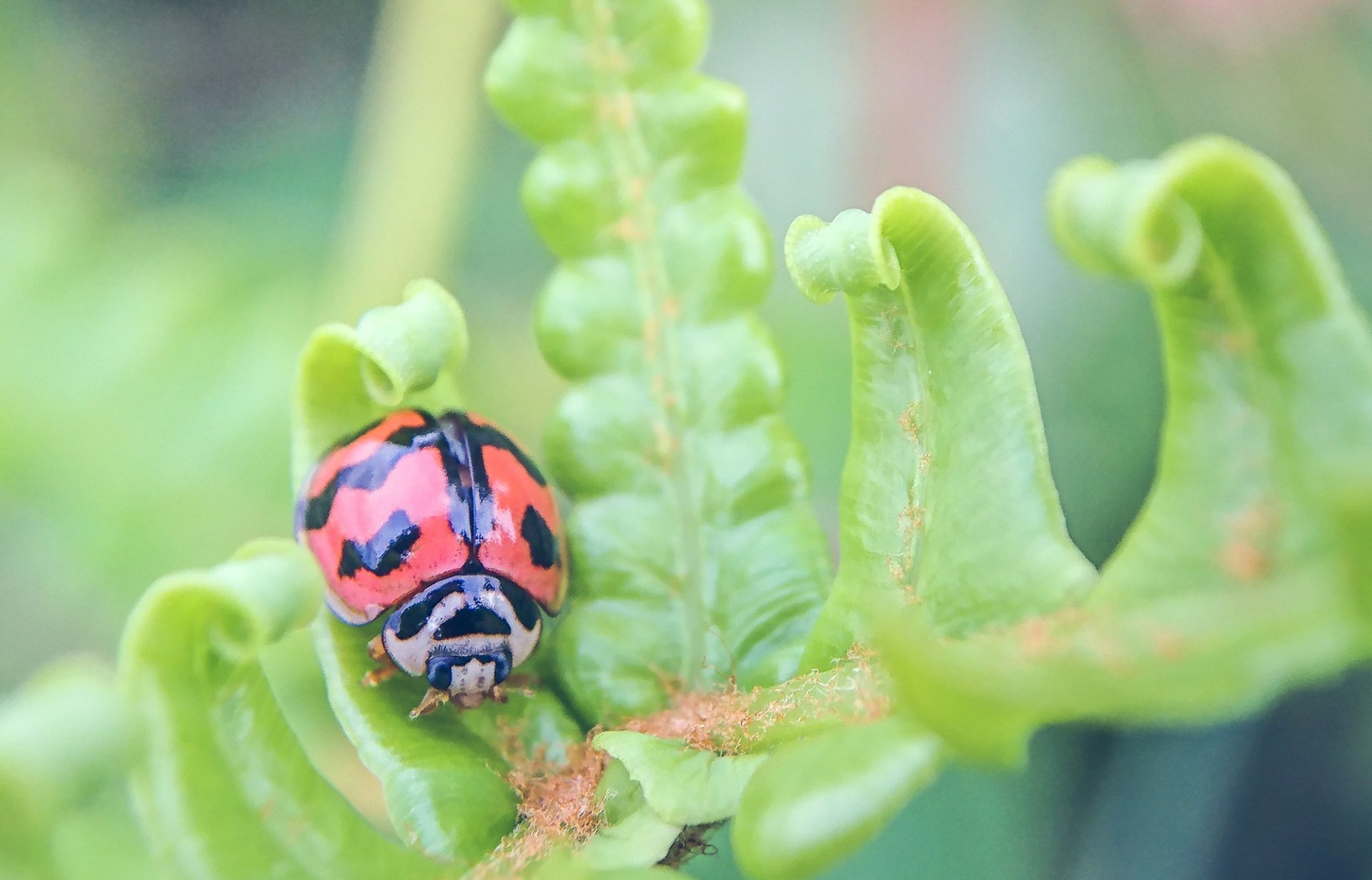 Asian Lady Bug - Chillicothe, OH - Red Door Pest Control
