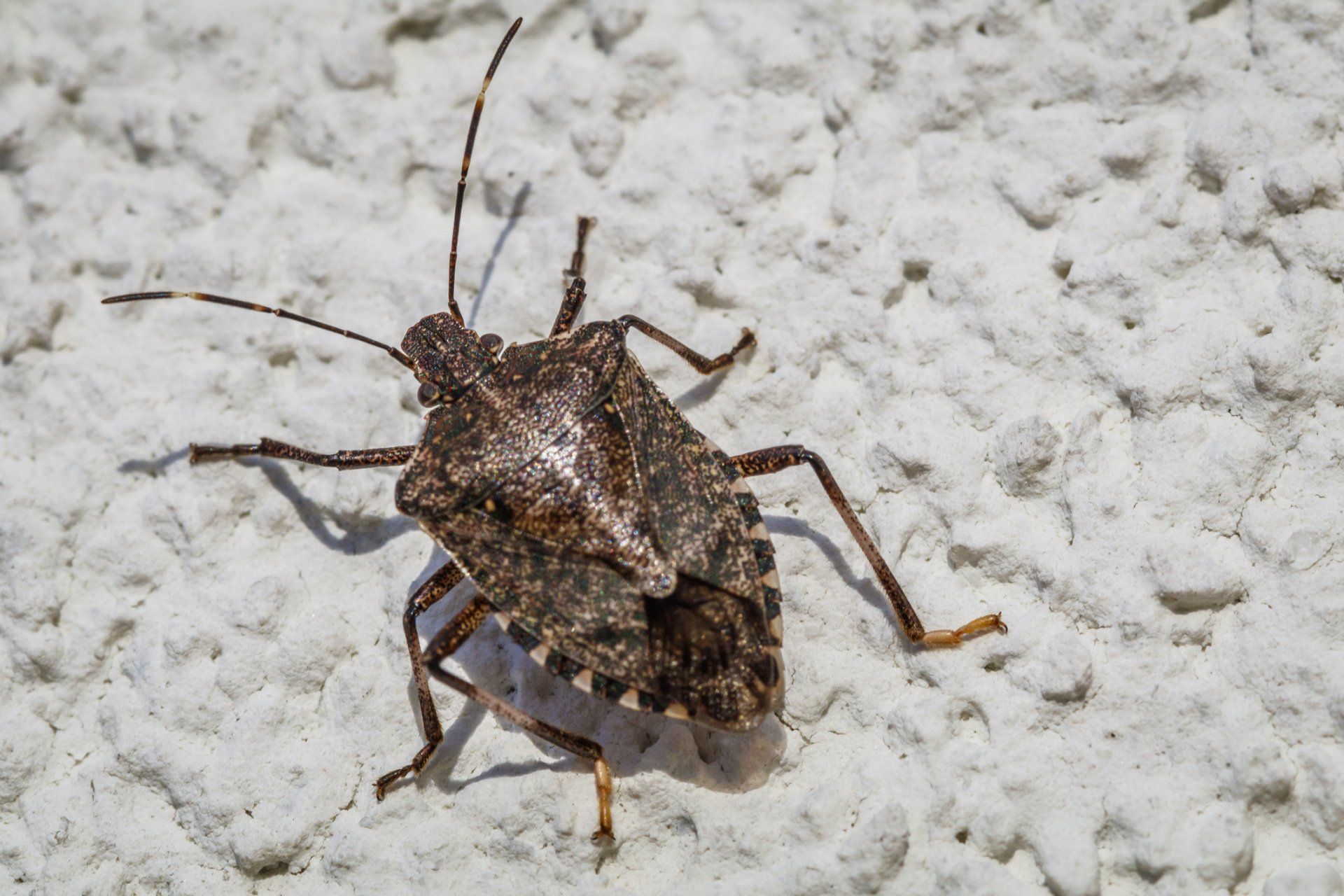Stink Bug - Chillicothe, OH - Red Door Pest Control
