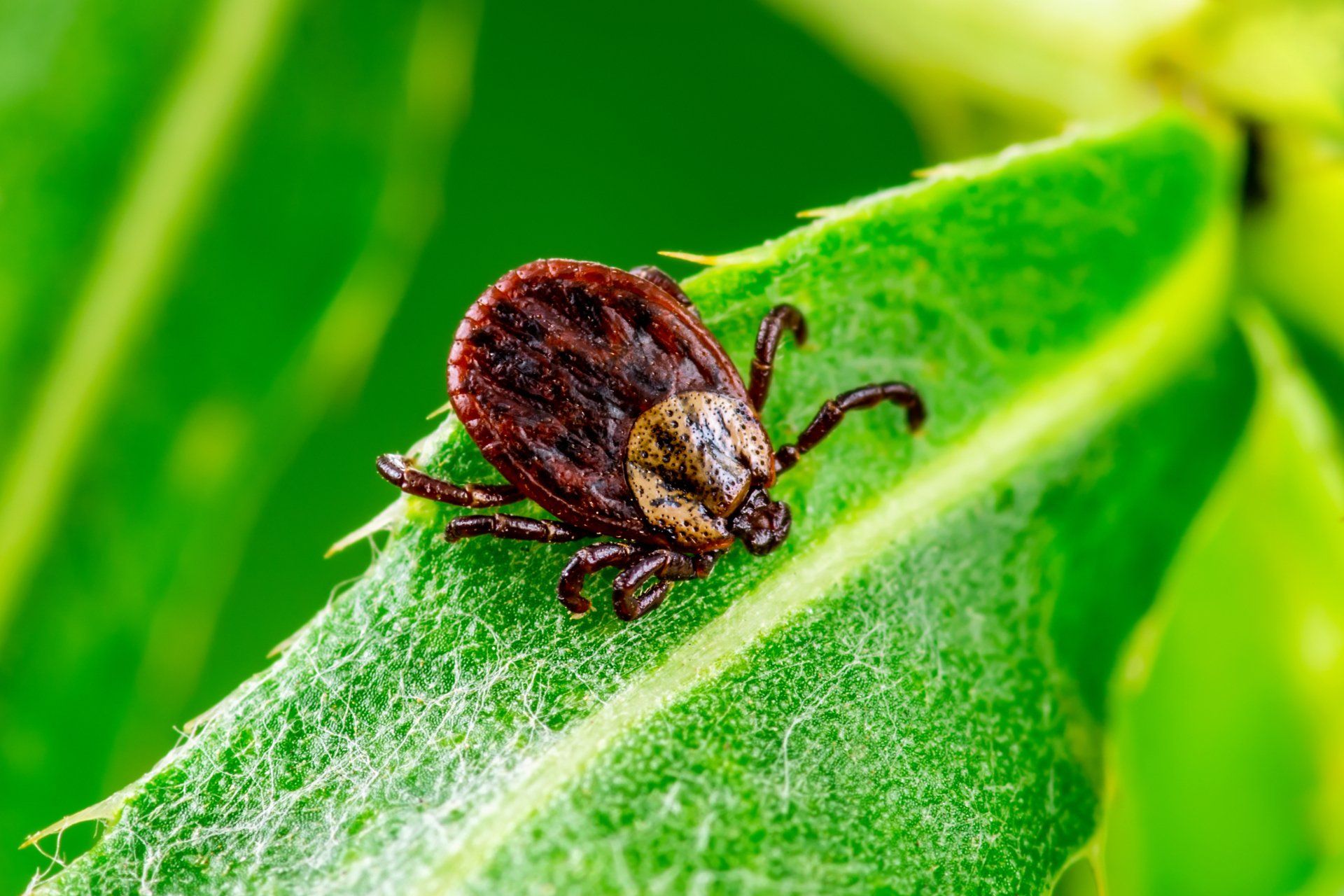 American Dog Ticks - Chillicothe, OH - Red Door Pest Control