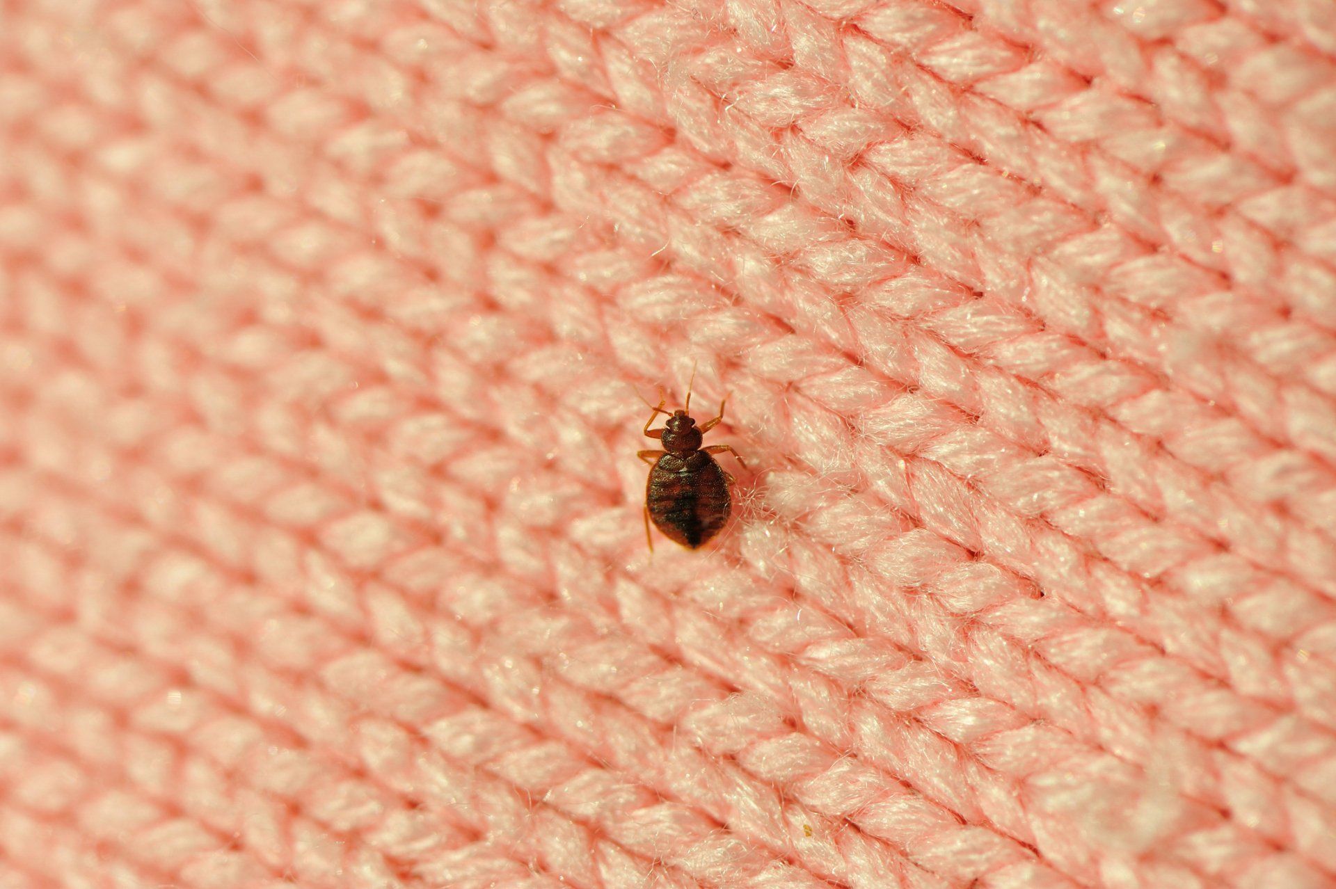 Bed Bug - Chillicothe, OH - Red Door Pest Control