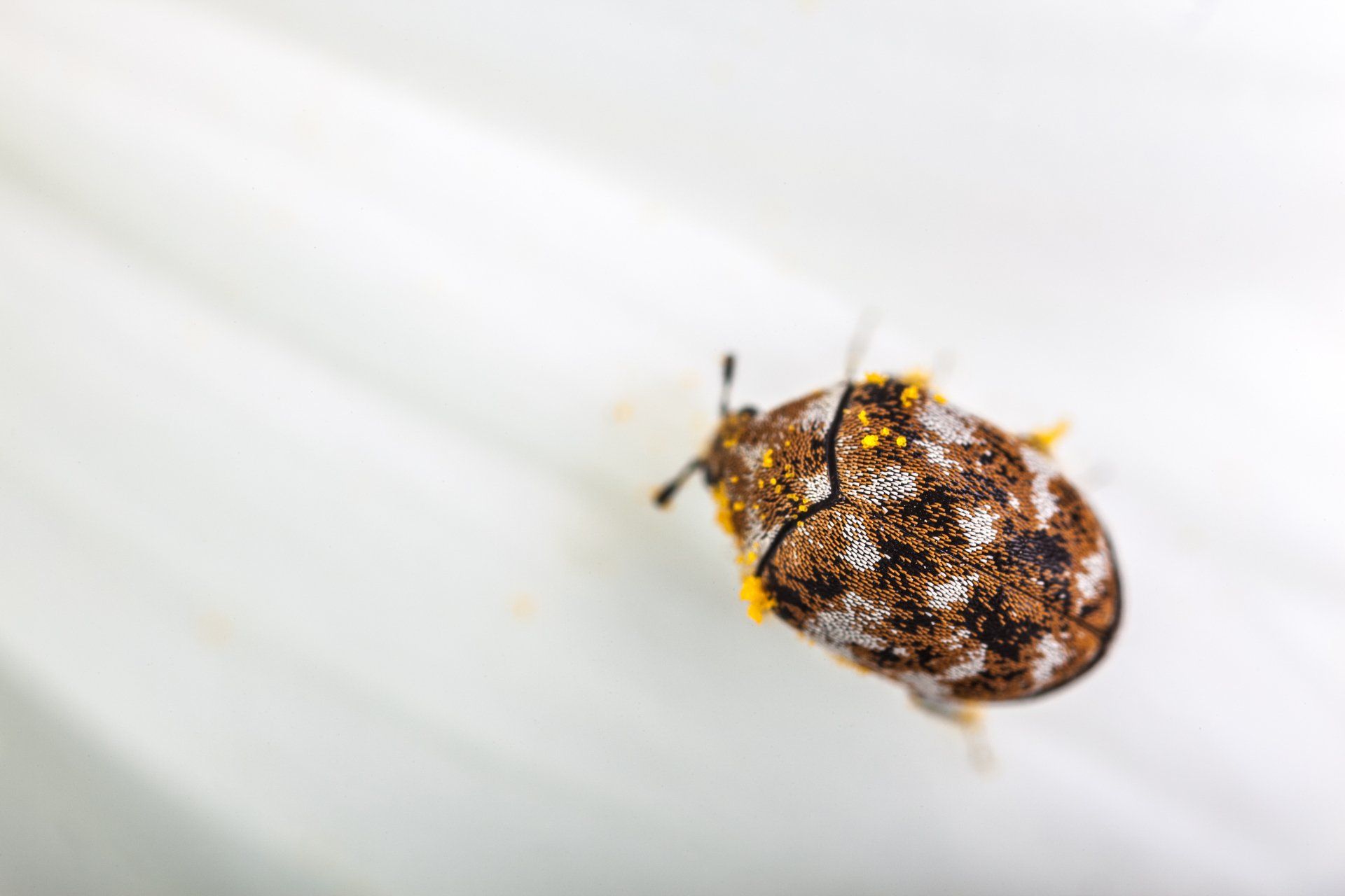 Carpet Beetle - Chillicothe, OH - Red Door Pest Control