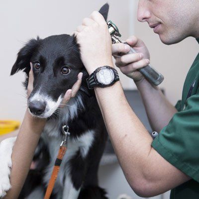 pet emergency treatment