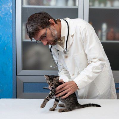doctor checking the health of a cat