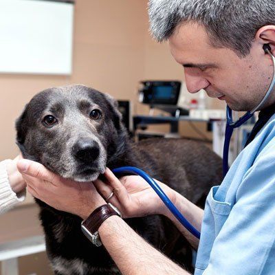 dog checkups