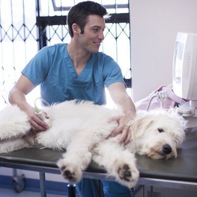healthcare for pets