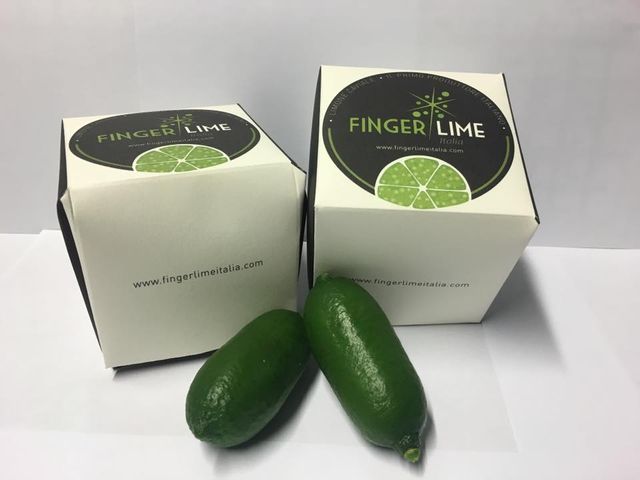 finger lime