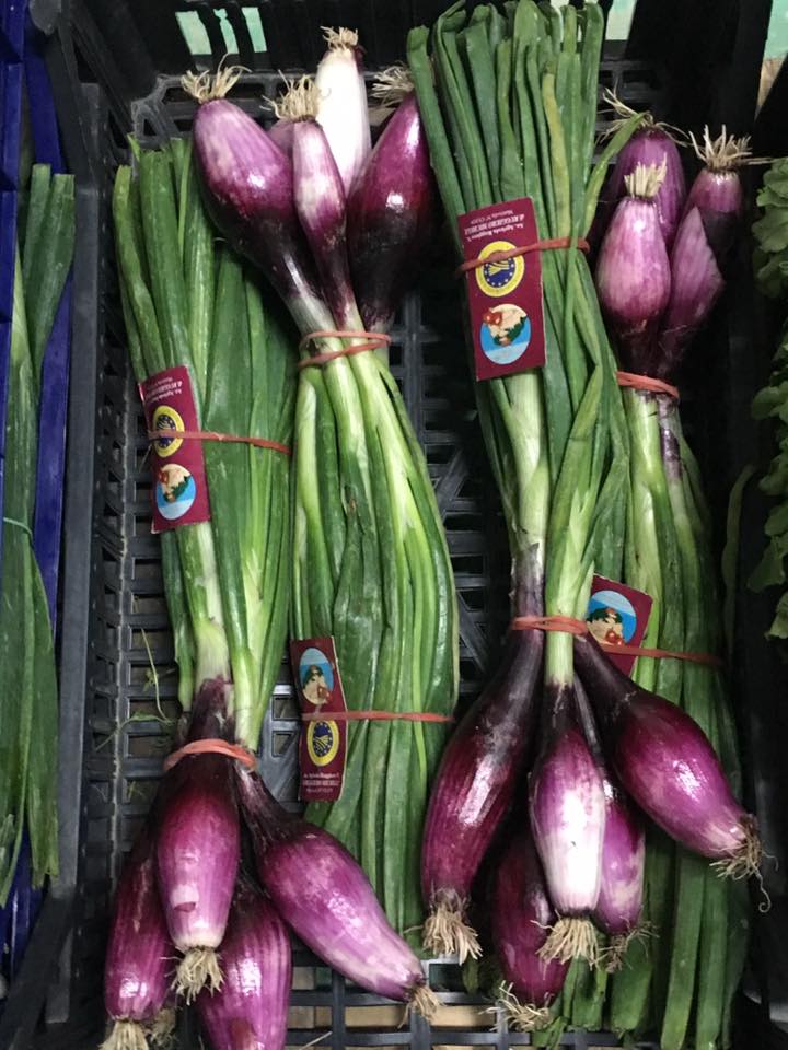 cipollotti
