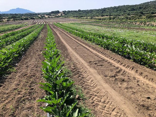 campo agricolo