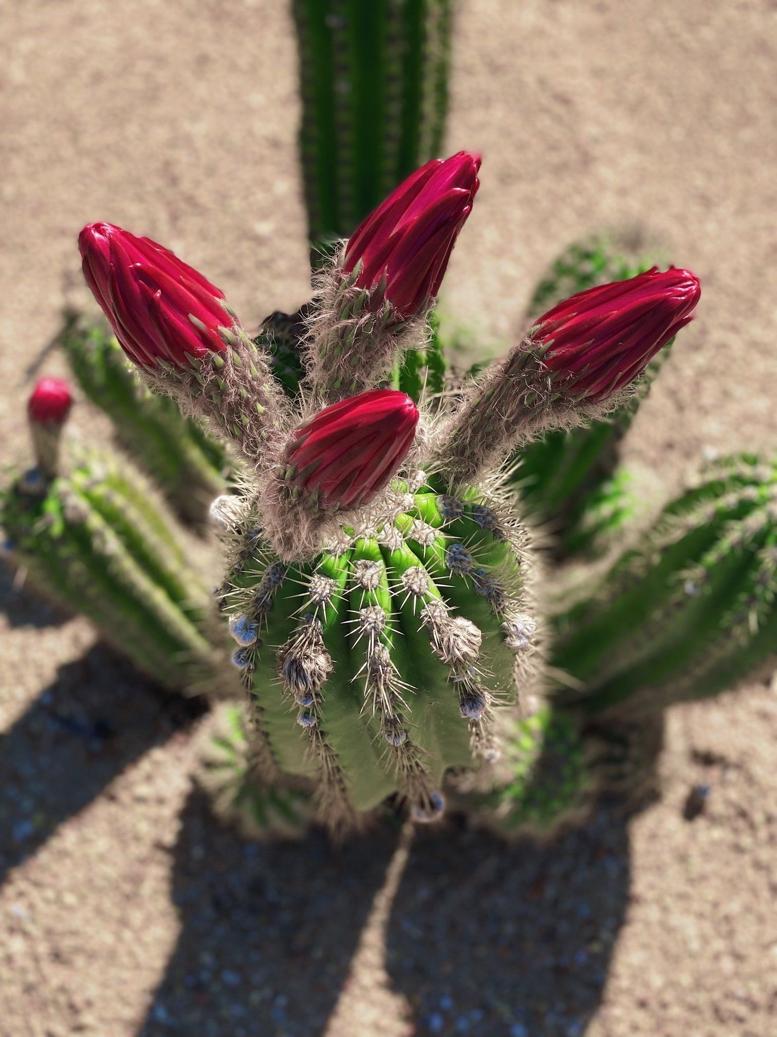 Plant Selection Eco Frienly Landscaping — San Diego, CA — Drab to Fab LLC