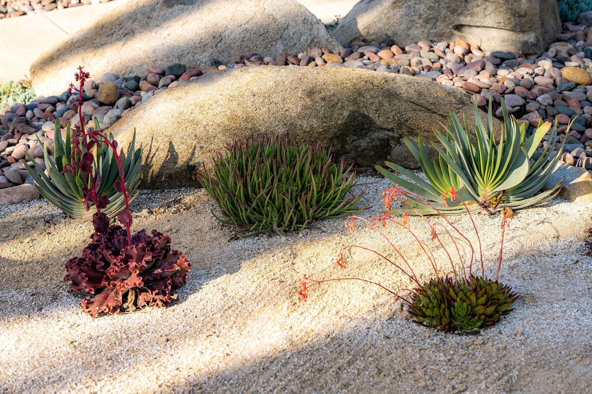 San Diego Low Water Planting, Local Landscaping Services, Eco-Friendly Design