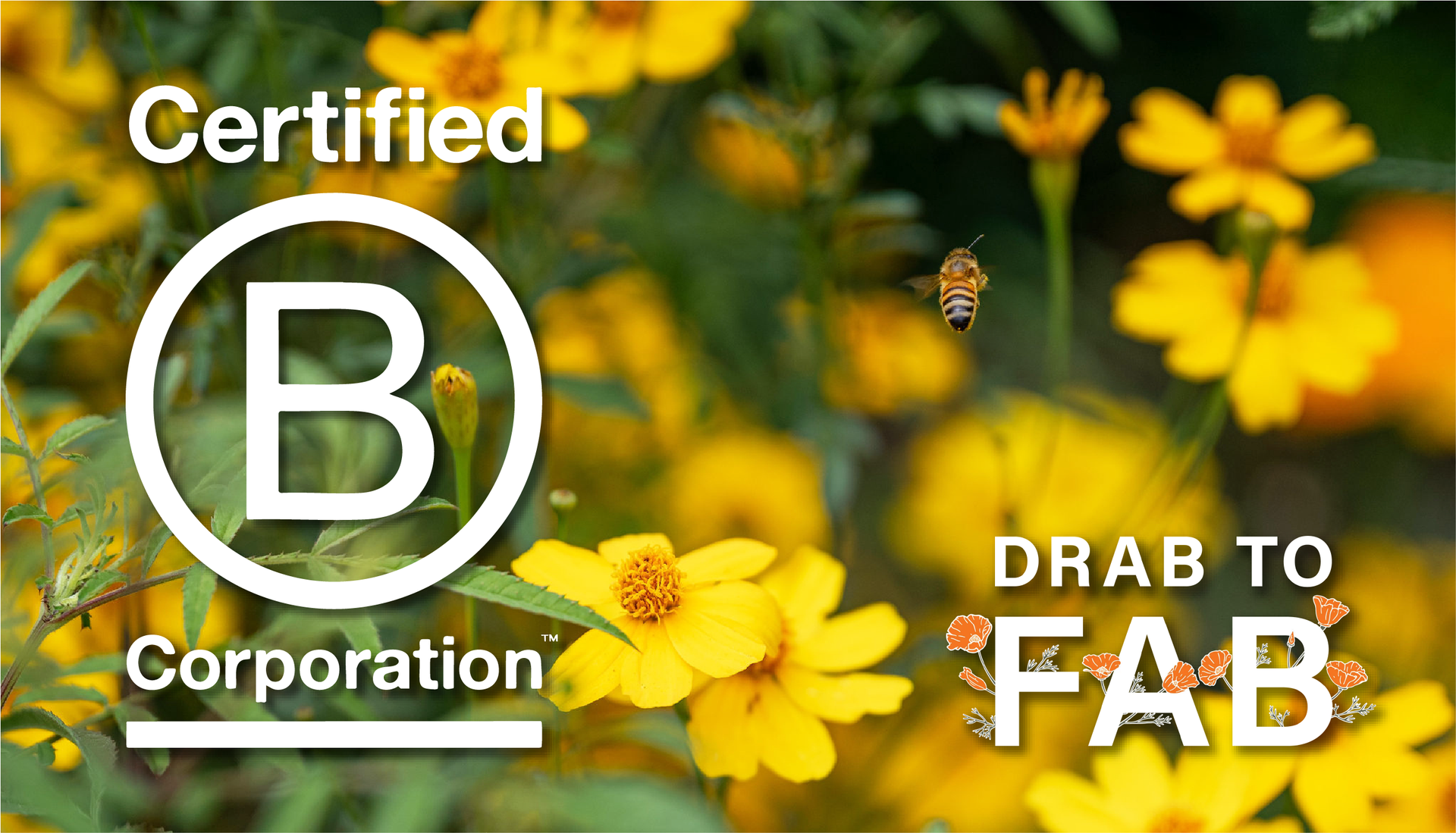 B Corp; B Lab Certified; Save the Bees; Native Bees in San Diego; Eco-Friendly Landscaping