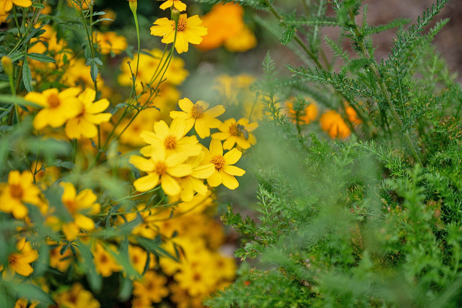 San Diego Landscape Design; Christmas Tree San Diego; Sustainable Design