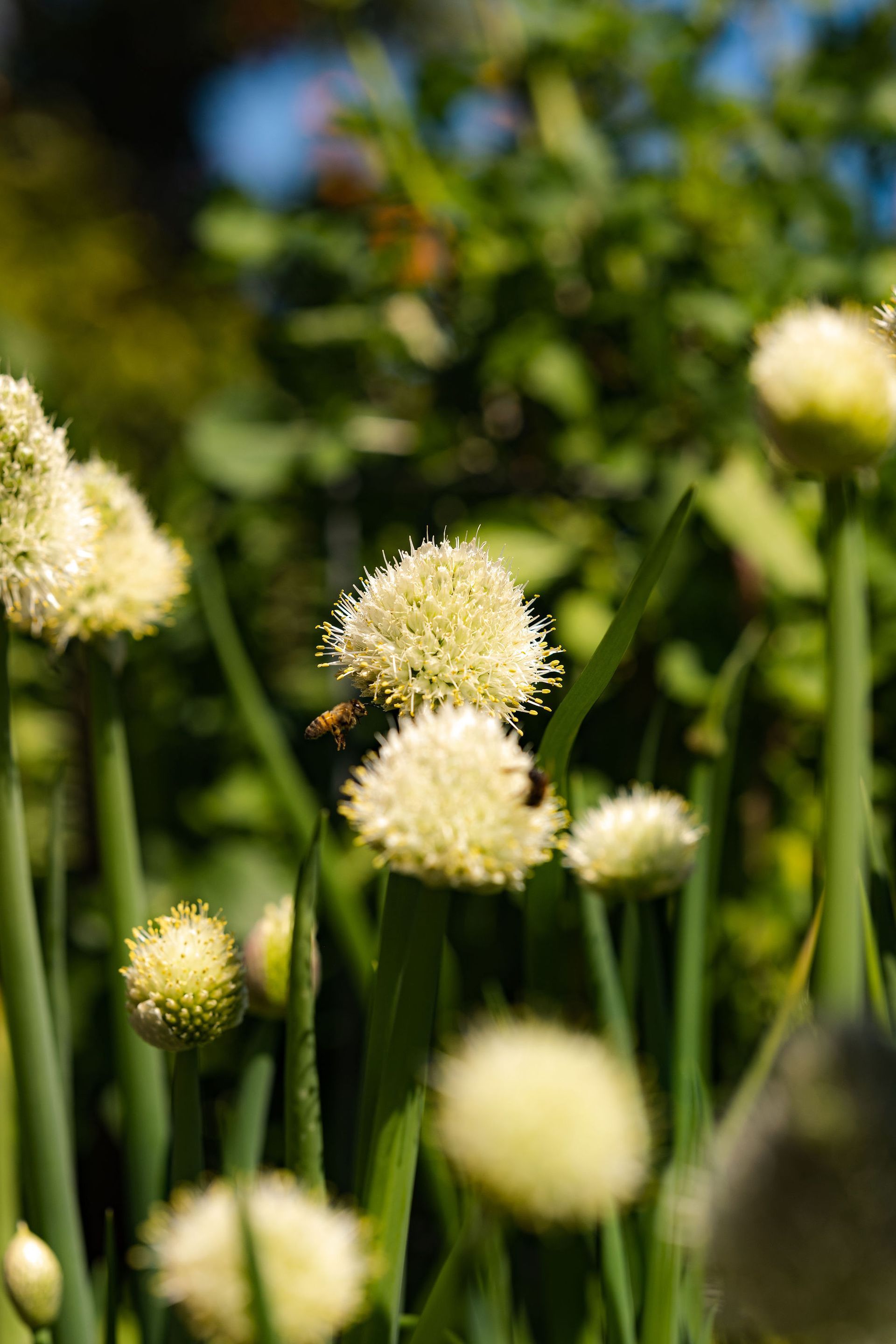 Eco-Friendly Landscaping - San Diego - Drab to Fab