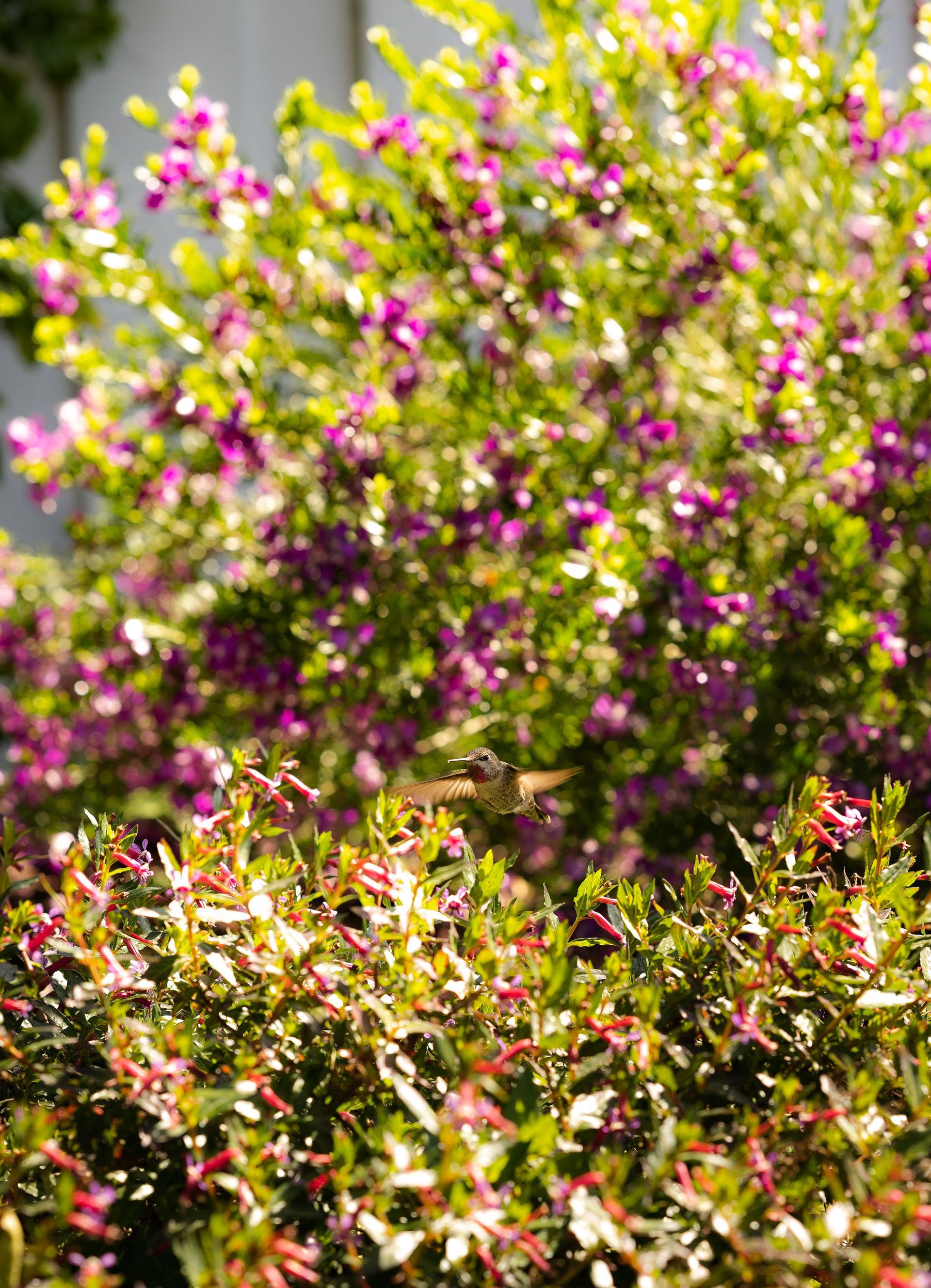 Eco-Friendly Landscaping - San Diego - Drab to Fab