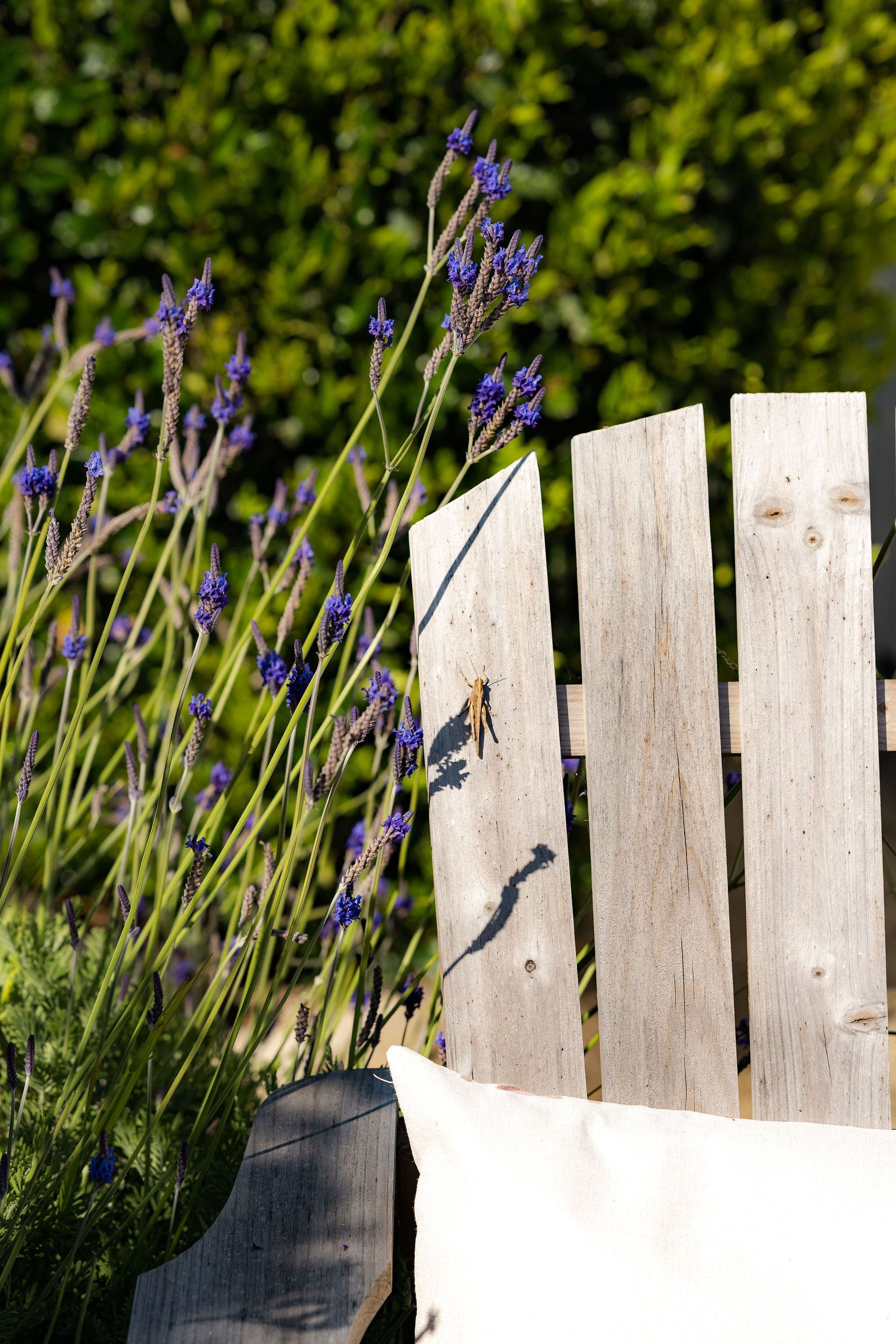 Eco-Friendly Landscaping - San Diego - Drab to Fab