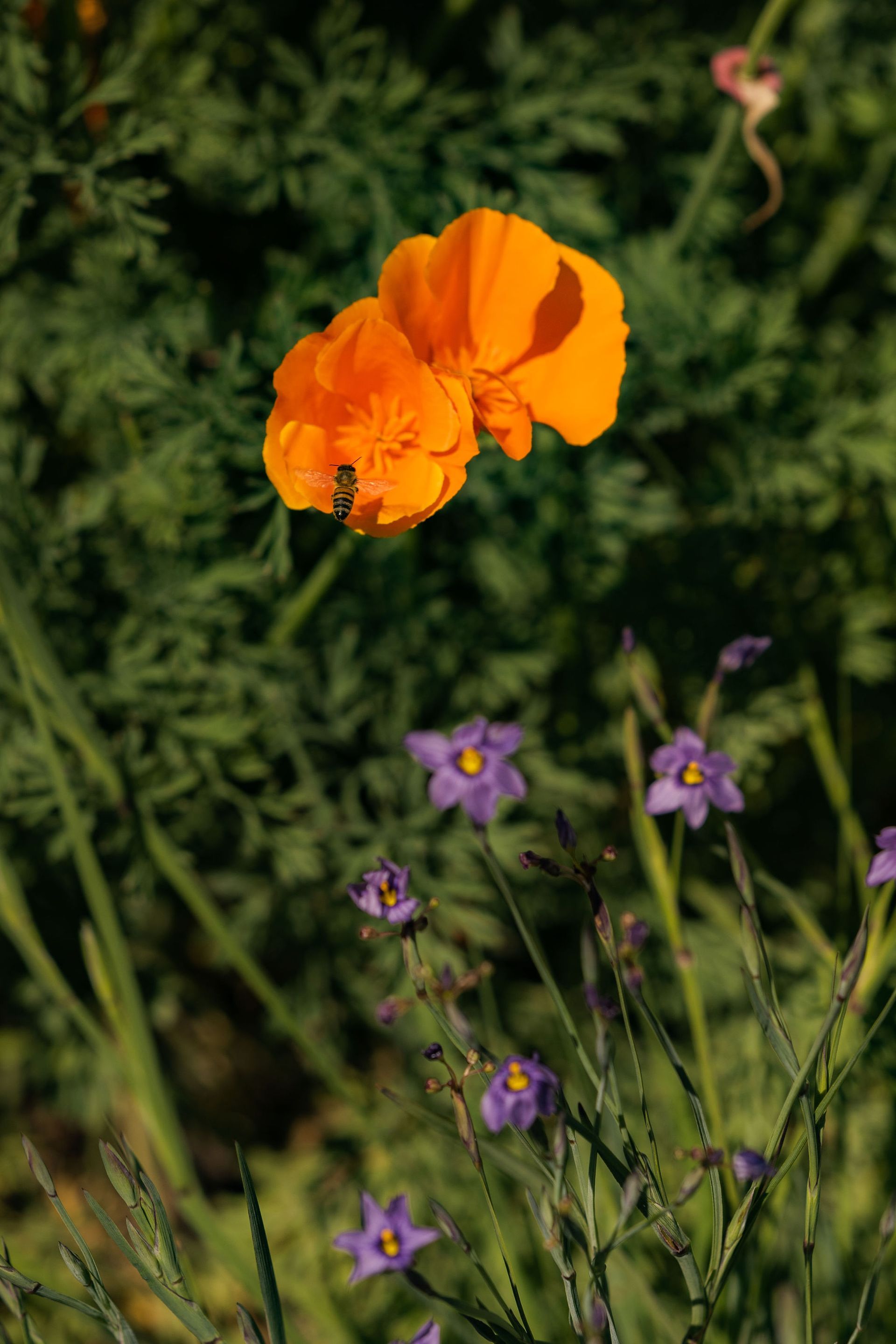 Eco-Friendly Landscaping - San Diego - Drab to Fab