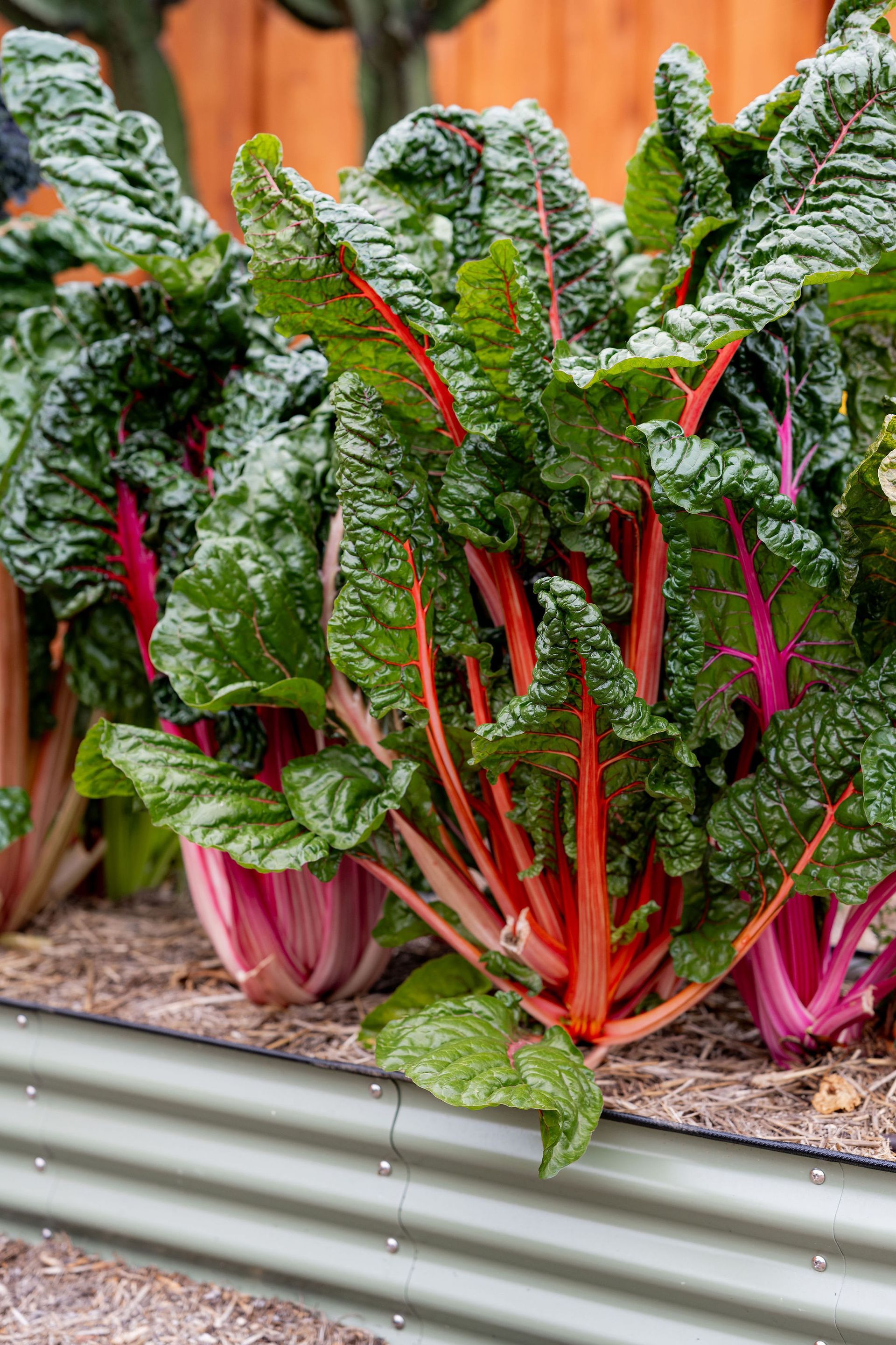 Veggie Beds - Eco-Friendly Landscaping - San Diego - Drab to Fab