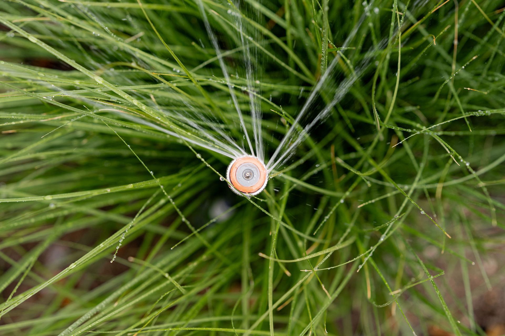 Eco-Friendly Landscaping - San Diego - Drab to Fab