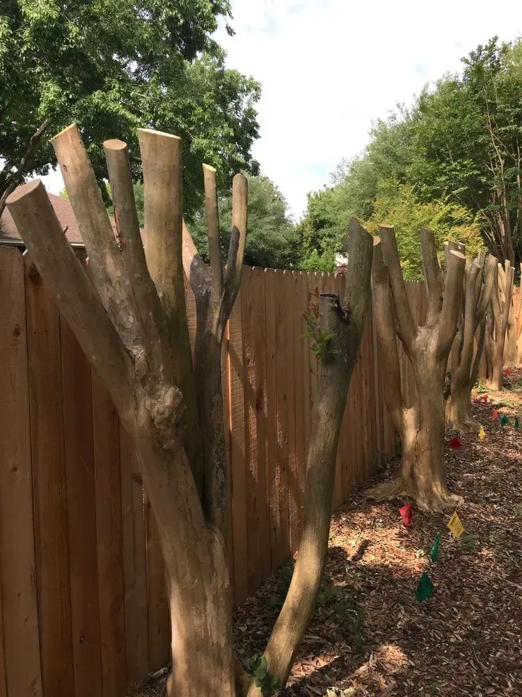 austin tree service - gallery image 14