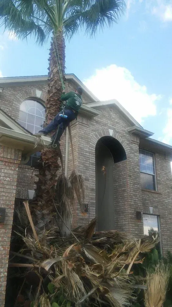 austin tree service - gallery image 16