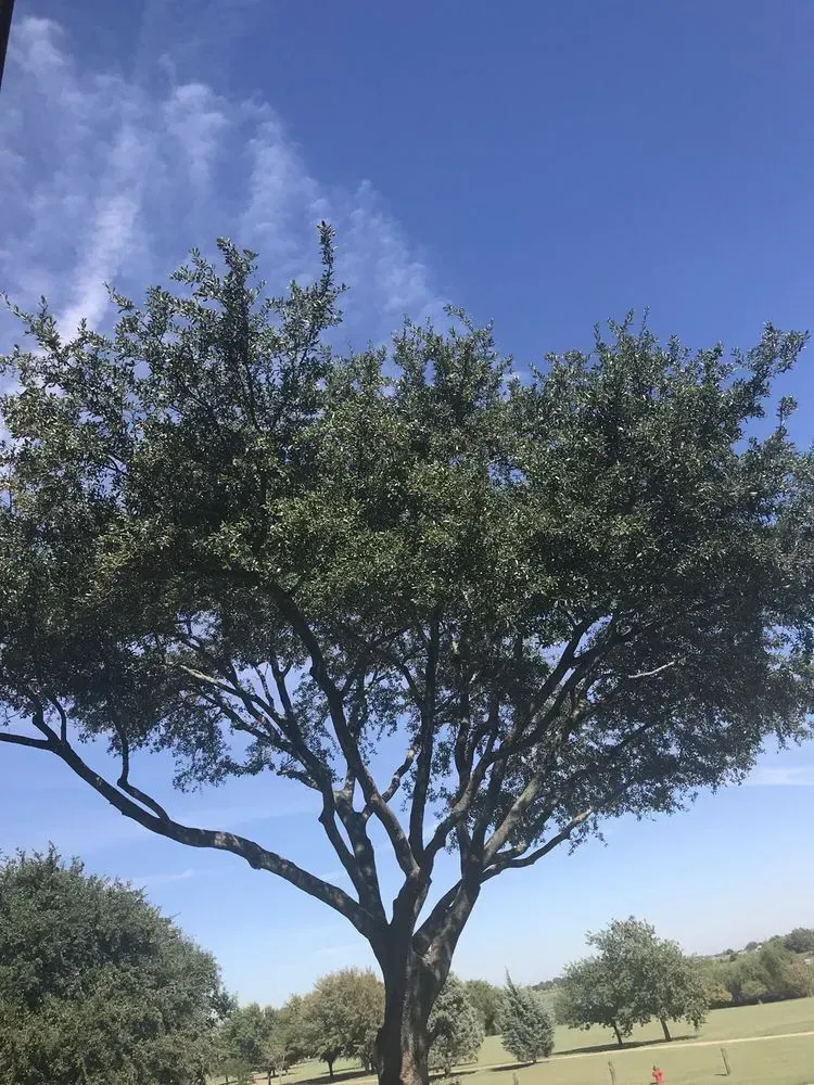 austin tree service - gallery image 15