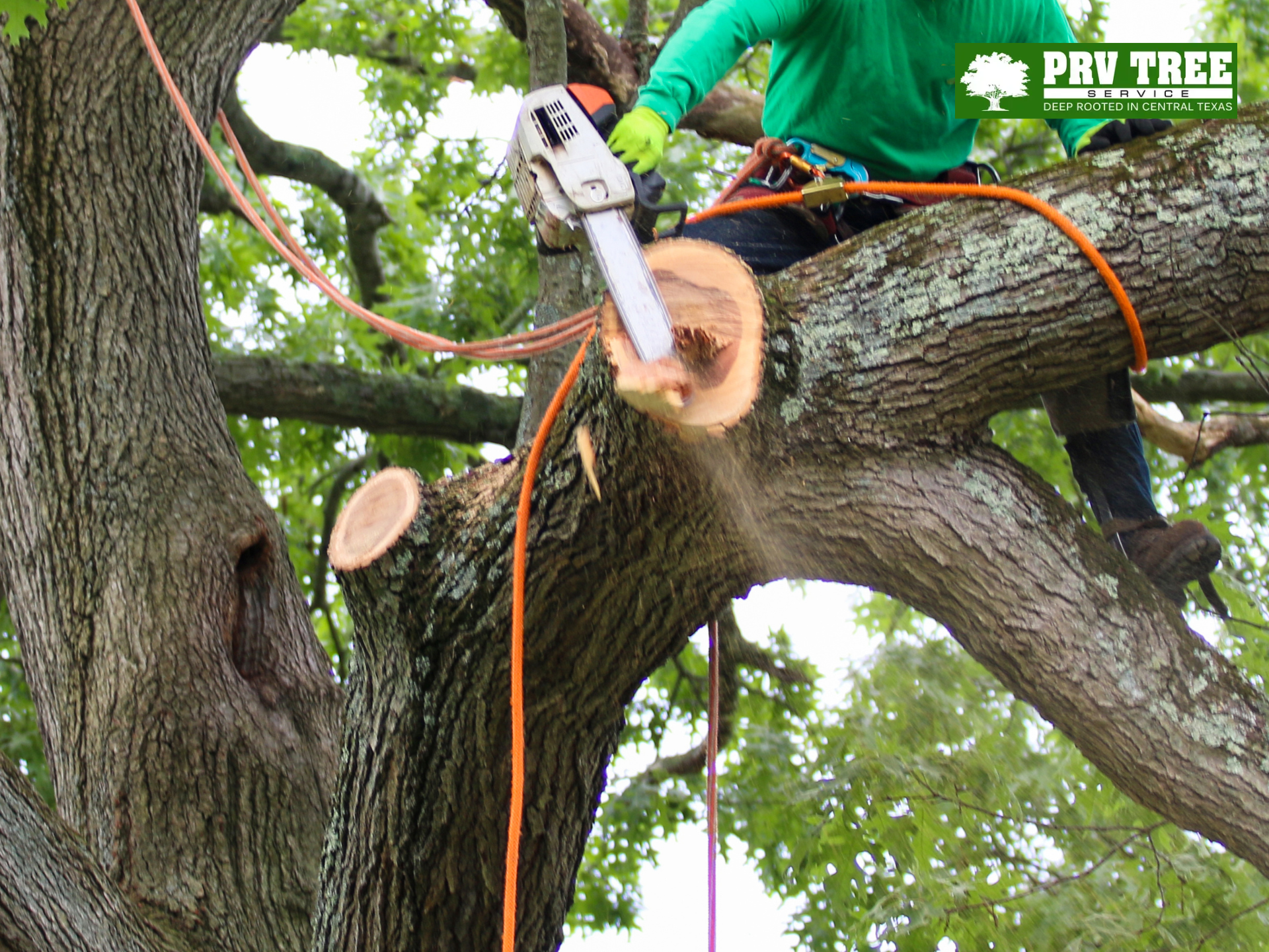 austin tx tree removal
