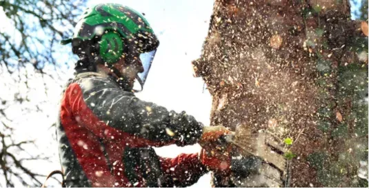 tree removal georgetown tx