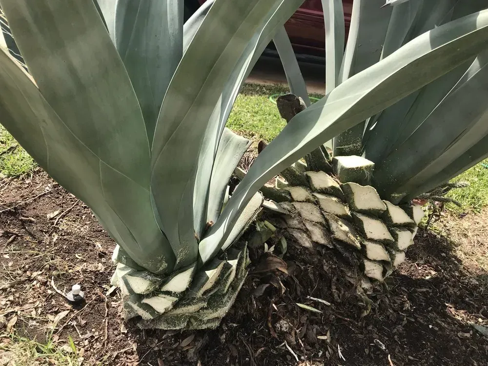 austin tree service - gallery image 10