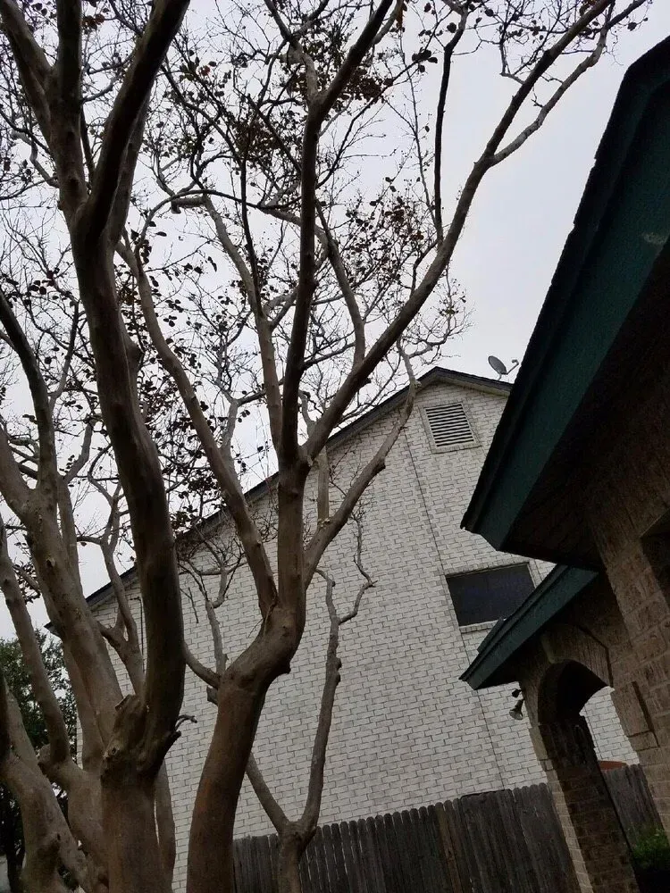 austin tree service - gallery image 8