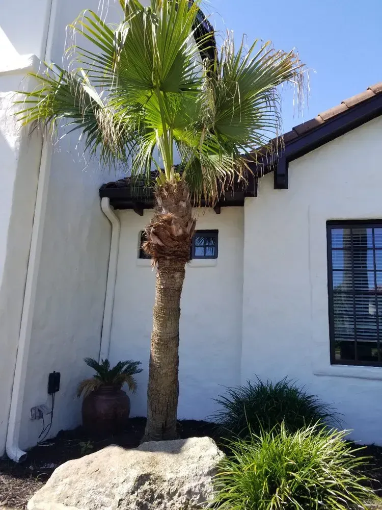 austin tree service - gallery image 6