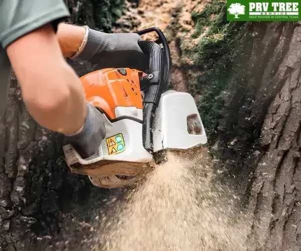 tree service in Austin TX