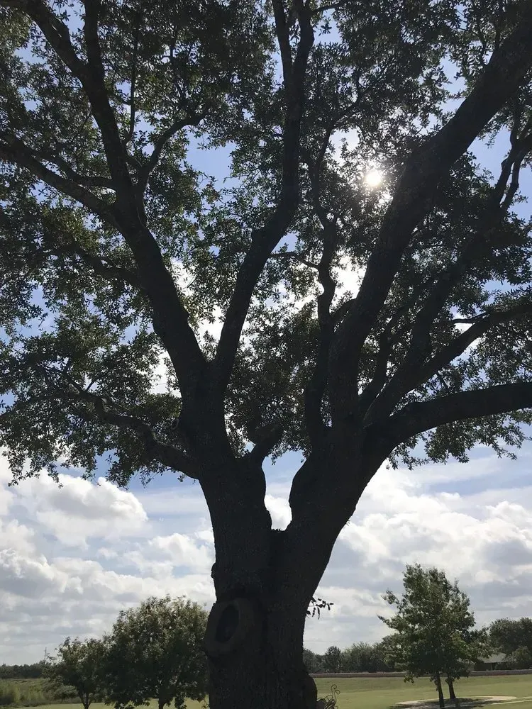 austin tree service - gallery image 2