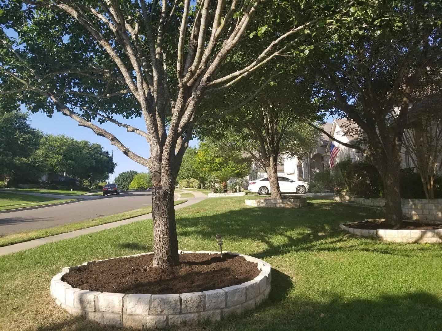 tree trimming cedar park