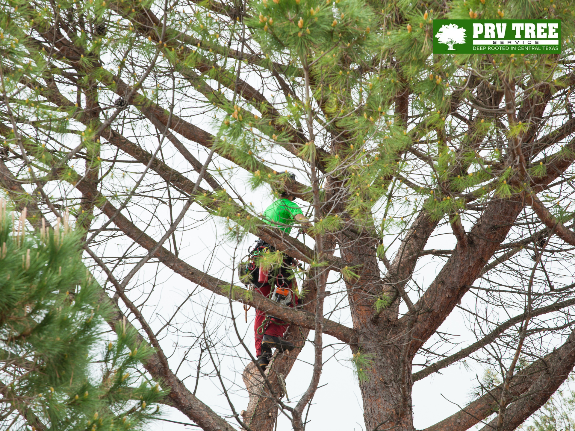 tree tritrimming service austin tx