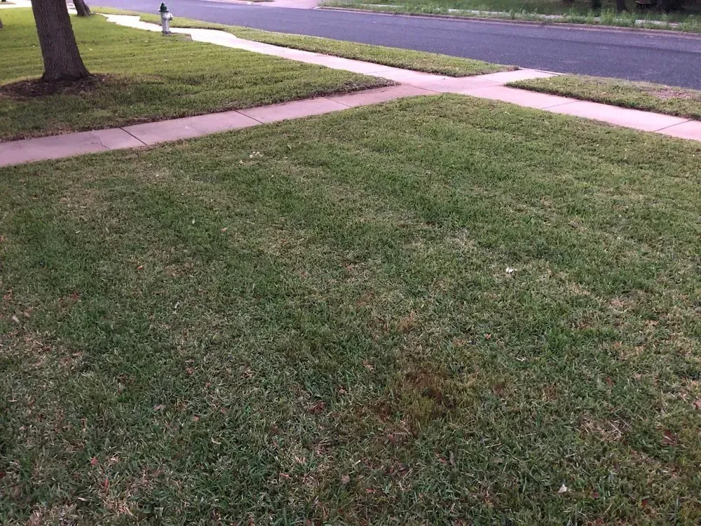 austin tree service - gallery image 1