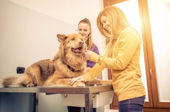 cane con padrona dal veterinario