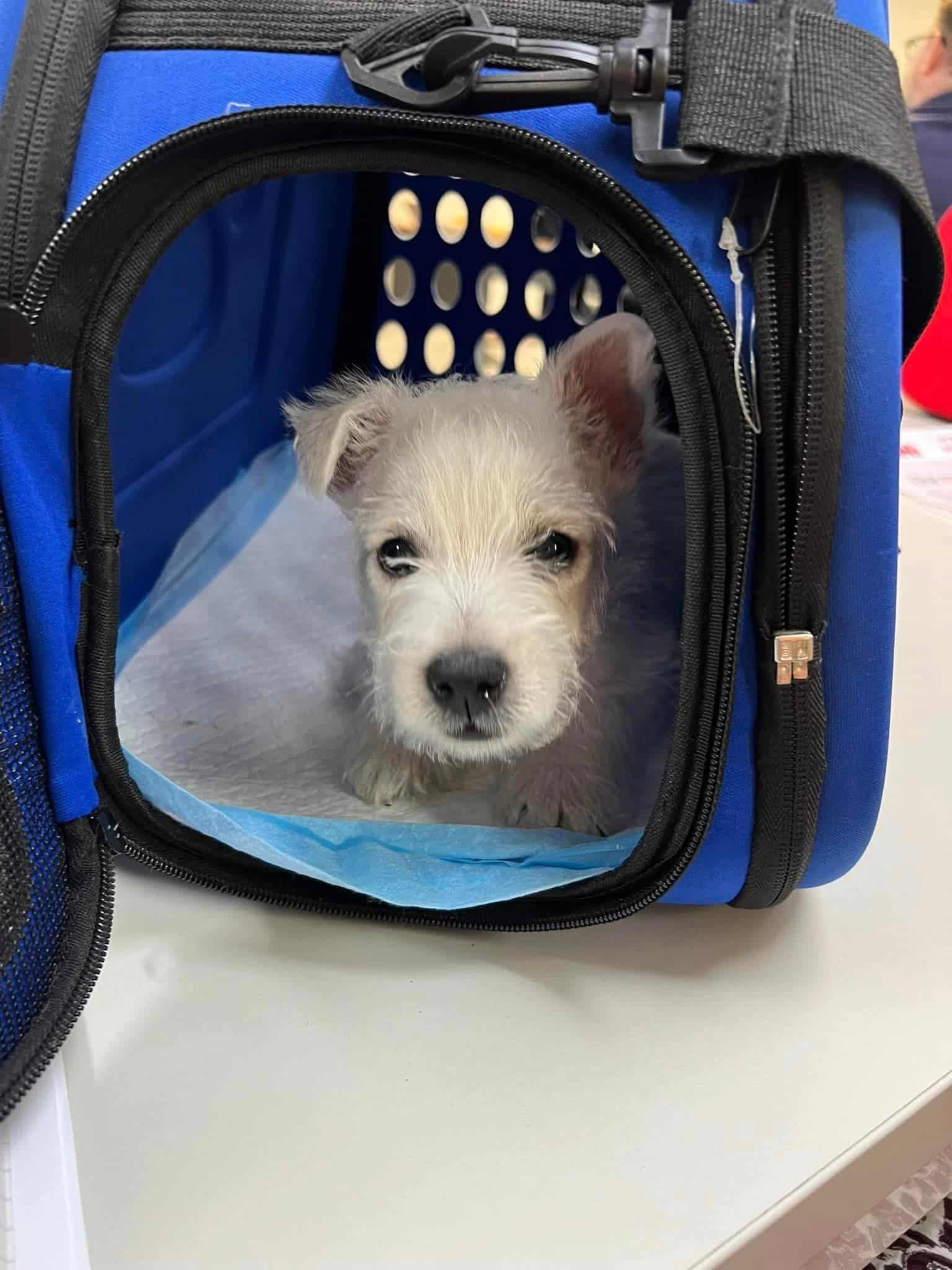 A Small White Dog Is Sitting in A Blue Carrier — Westies of the Valley in Oak Valley, QLD