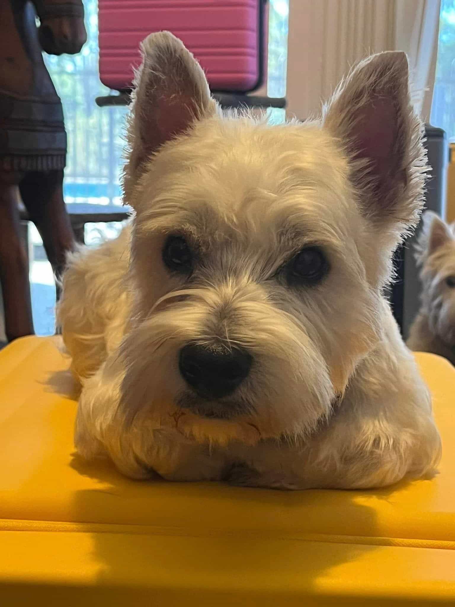 A White Dog Is Laying on Top of A Yellow Suitcase — Westies of the Valley in Oak Valley, QLD
