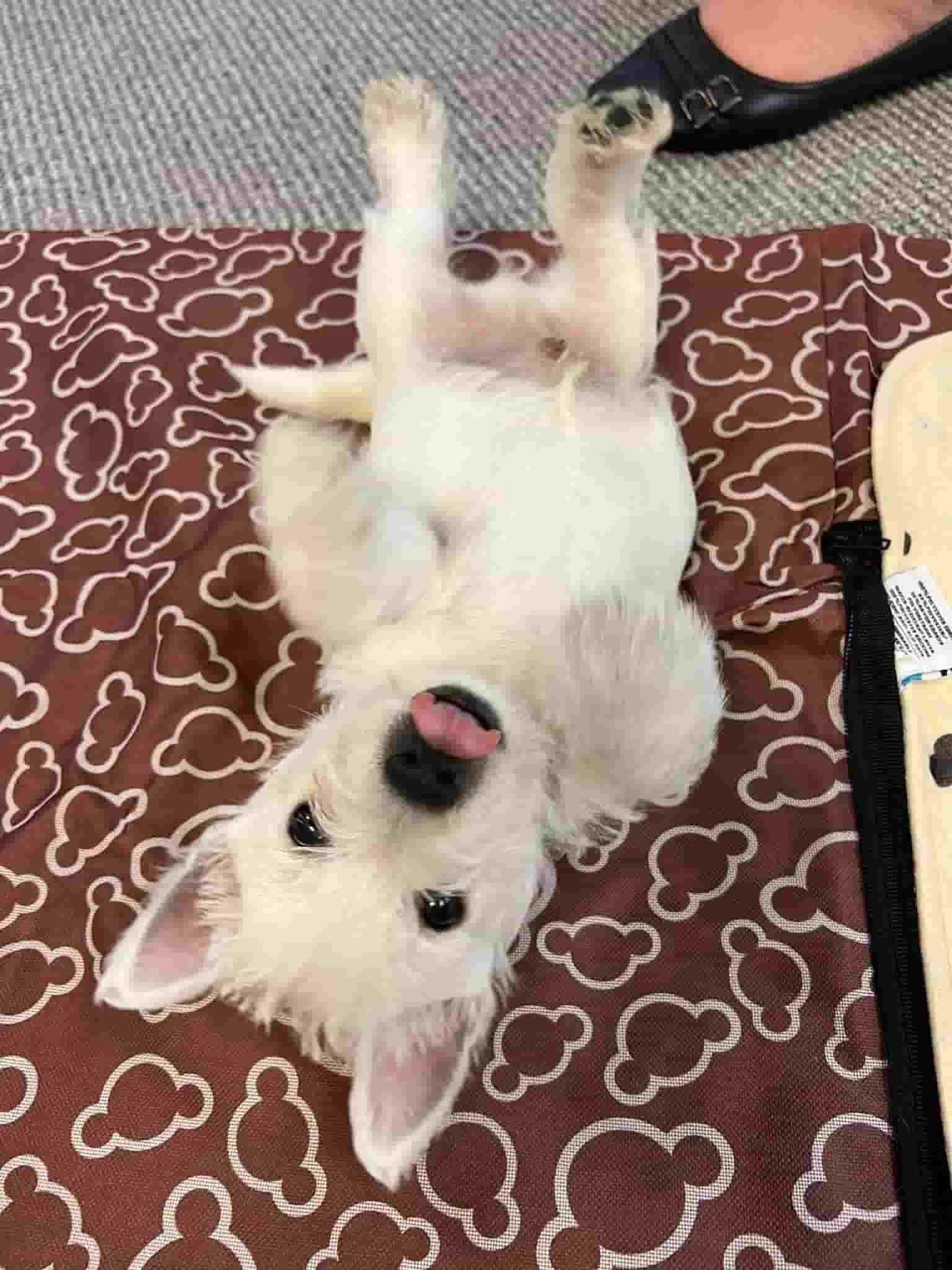 A Happy Dog Lying on Its Back on A Rug — Westies of the Valley in Oak Valley, QLD